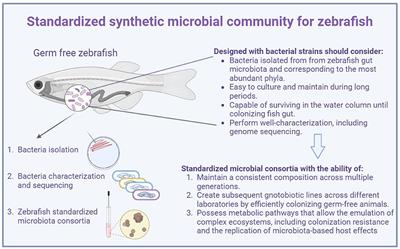 The zebrafish model requires a standardized synthetic microbial community analogous to the oligo-mouse-microbiota (OMM12)